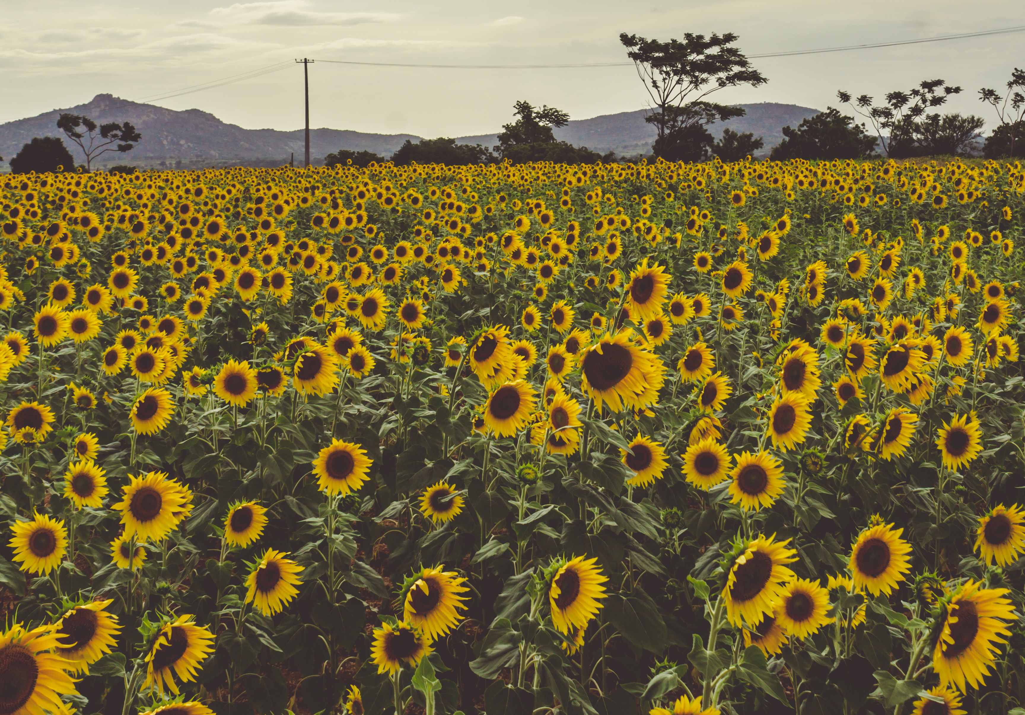 Sunflower Harvest Season